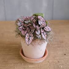 Image result for Hypoestes