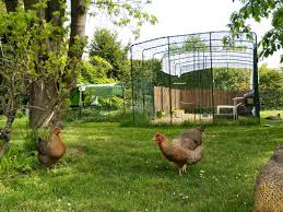 Although keeping backyard poultry can be fun and educational, owners should be aware that poultry can sometimes carry harmful germs that make people sick. Chickens The Omlet Blog