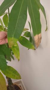 Image result for pachira obrázek