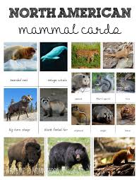 Welcome To Mommyhood North American Mammals 3 Part Cards North American Animals American Animals Mammals Activities