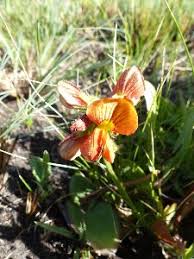 Image result for Eriosema