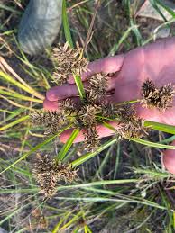 Image result for Cyperus alopecuroides