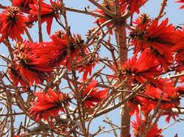 Image result for Erythrina lysistemon