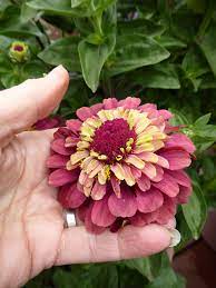Ships from and sold by m&b sales seed company usa. Zinnia Queen Red Lime Buy Online At Annie S Annuals
