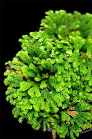 Image result for Selaginella nivea