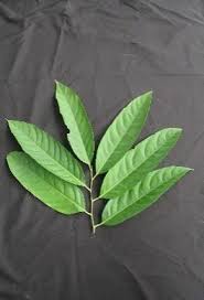 Image result for Diospyros sp. no. 1 sensu FZ