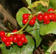 Image result for Dioscorea cotinifolia