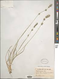 Image result for Eragrostis congesta