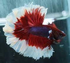 Male Salamander Rose Tail Halfmoon Betta Thai Imp Top Quality Betta Betta Fish Tank Halfmoon Betta