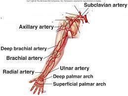 All arteries except for the pulmonary artery and its branches carry oxygenated blood. Arteries Of The Arm Anatomy Study Buddy