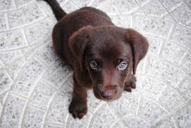 Hello and thank you for visiting coal creek labrador retrievers! Helping Your Puppy With Teeth Misalignment Malocclusions