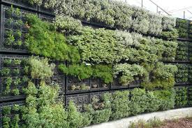 Morgan Creek Chronicles August 2010 Vertical Garden Vertical Herb Garden Herb Wall