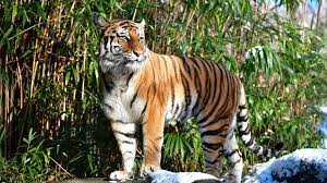Sriracha tiger zoo is a wonderful place for the family. Coronavirus More Tigers And Lions Test Positive At Us Zoo Us News Sky News