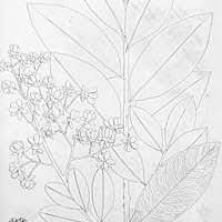 Image result for Gomphia