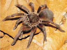 Image result for Cadaba natalensis