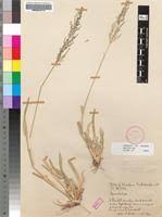 Image result for Sporobolus ioclados