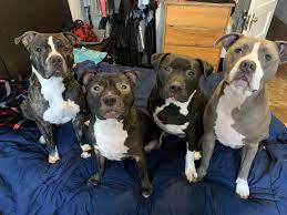dream team pitbulls pitbull mix pitbull mix breeds pitbull pictures
