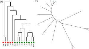 How do you describe someone's aesthetic? Transcriptome Sequencing And Microsatellite Marker Discovery In Ailanthus Altissima Mill Swingle Simaroubaceae Springerlink