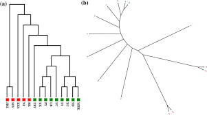 Hey☁︎aesthetic is a trend rn. Transcriptome Sequencing And Microsatellite Marker Discovery In Ailanthus Altissima Mill Swingle Simaroubaceae Springerlink