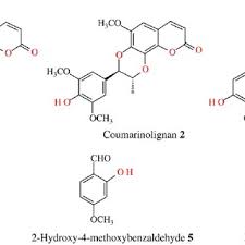 Image result for Mondia ecornuta