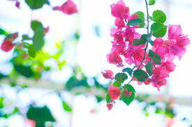The thorns of bougainvillea are coated with a substance that can cause contact dermatitis. How To Grow Bougainvillea Bbc Gardeners World Magazine