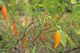 Image result for Tabernanthe elliptica