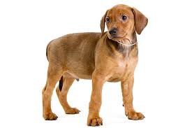 It is an energetic, active dog; German Pinscher Dog Breed Information