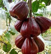Check spelling or type a new query. Ternyata Ini Rahasia Bikin Tanaman Jambu Air Berbuah Lebat Samudrabibit Com