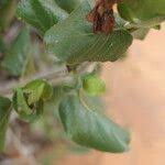 Image result for Petalidium bracteatum