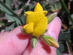 Image result for Argyrolobium rupestre