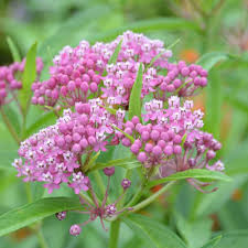 Image result for Asclepias schumanniana