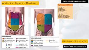 Dividing up the abdomen in this way can help when assessing a patient with abdominal pain. Abdominal Pain Localization Abdomen Regions Quadrants Youtube