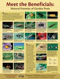 Uc Ipm Poster Natural Enemies Of Plant Pests Garden Pests Plant Pests Garden Insects