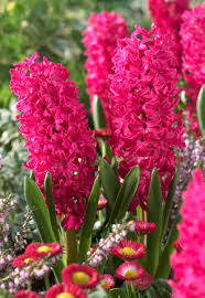 Image result for Hyacinth Red 2016 B