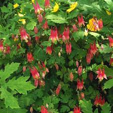 Pin On Gardening