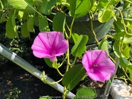 Image result for Ipomoea blepharophylla