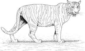 Select print at the top of the page, and the advertising and navigation at the top of the page will be ignored, or 2) click on the. Free Printable Tiger Coloring Pages For Kids