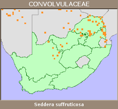 Image result for Seddera suffruticosa