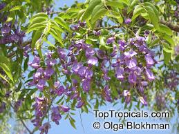 Image result for Bolusanthus