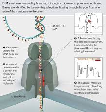 Nanopore Sequencing Mit Technology Review Sequencing Technology Review Instructional Design