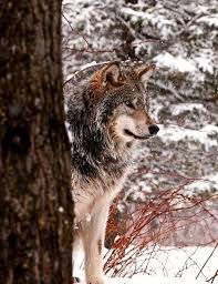 gray wolf mit bildern tier wolf wolf hunde wolf bilder