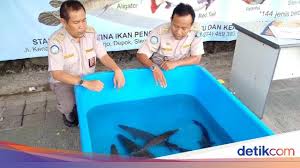 Apa artinya jika sapu muncul dalam mimpi semalam? 20 Ekor Ikan Berbahaya Diserahkan Ke Bkipm Yogya