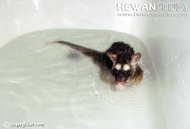 Cara Memandikan Sugar Glider Hewanpedia