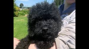 Check spelling or type a new query. Black Mini Labradoodle Puppy Youtube