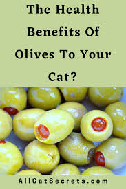 Although this is true, olives have no nutritional value for cats. Can Cats Eat Olives In 2020 Eat Olive Green Olives