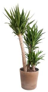 Yucca Houseplant Care Tips For Growing Yucca In Containers Yucca Plant House Plant Care Yucca Plant Care