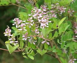 Image result for Indigofera gairdnerae
