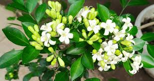 Image result for Murraya