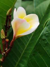 It is one of two songs from the album that did not originally appear on the lillywhite sessions. Arti Dogra On Twitter What Are You Going To Do Everything Is My Guess It Will Be A Little Messy But Embrace The Mess It Will Be Complicated But Rejoice In The