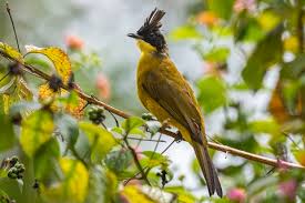 Bornean Bulbul